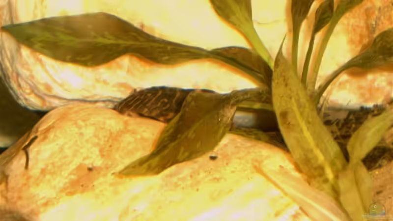 Besatz im Aquarium Amazonas-Becken 2010 von Nilegoem (5)