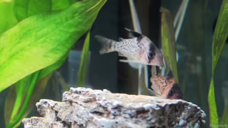 Besatz im Aquarium Amazonas Becken von Alex B. (27)