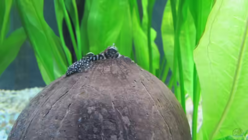 Besatz im Aquarium Amazonas Becken von Alex B. (28)