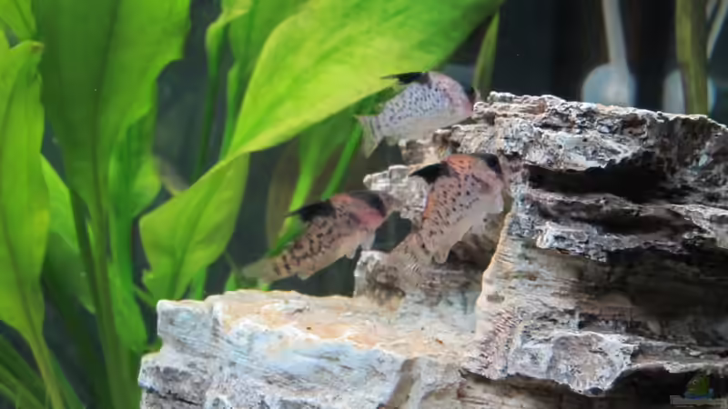 Besatz im Aquarium Amazonas Becken von Alex B. (30)