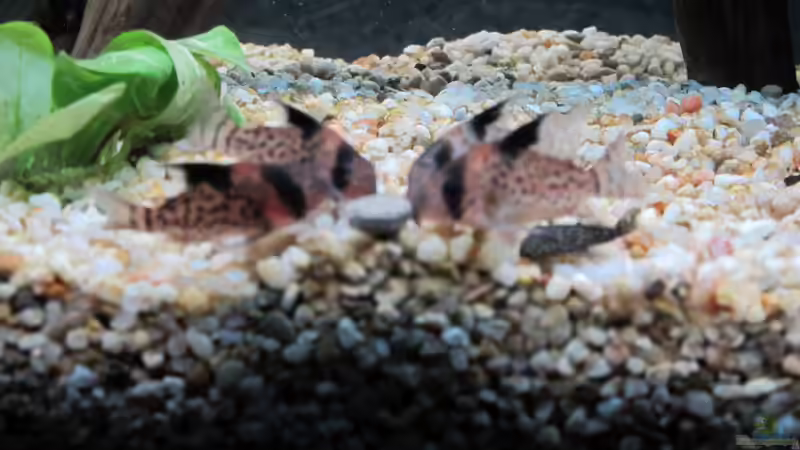 Besatz im Aquarium Amazonas Becken von Alex B. (31)