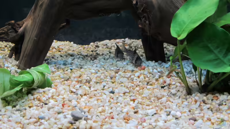 Besatz im Aquarium Amazonas Becken von Alex B. (32)