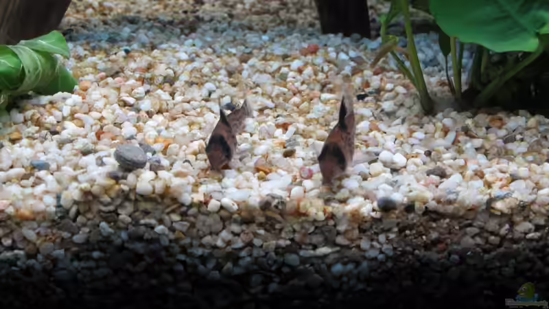 Besatz im Aquarium Amazonas Becken von Alex B. (34)