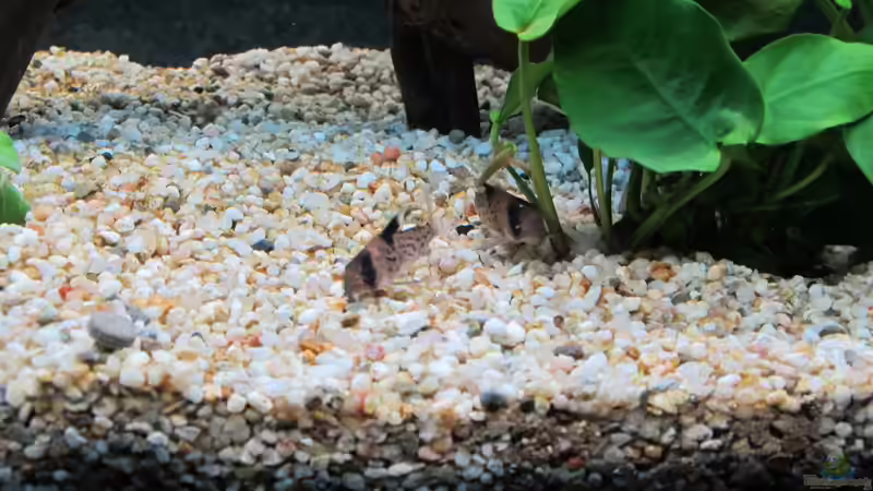 Besatz im Aquarium Amazonas Becken von Alex B. (35)