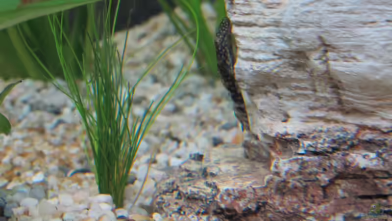 Besatz im Aquarium Amazonas Becken von Alex B. (38)