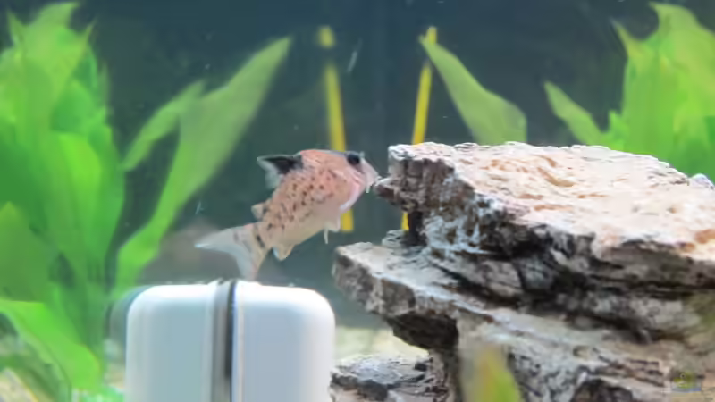 Besatz im Aquarium Amazonas Becken von Alex B. (39)