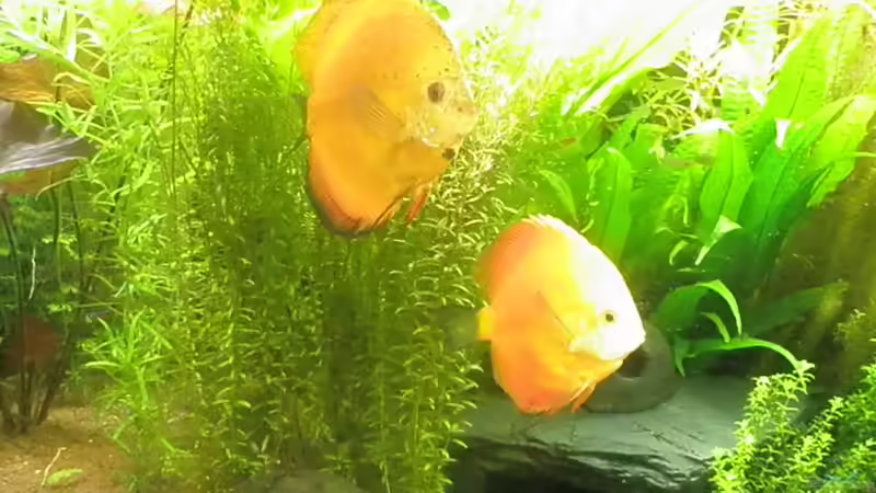 Besatz im Aquarium Amazonas City von Johann Schlarmann (12)