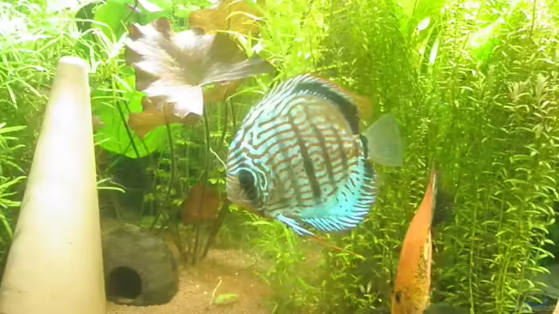 Besatz im Aquarium Amazonas City von Johann Schlarmann (13)