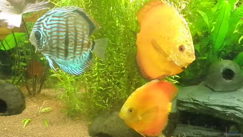 Besatz im Aquarium Amazonas City von Johann Schlarmann (14)