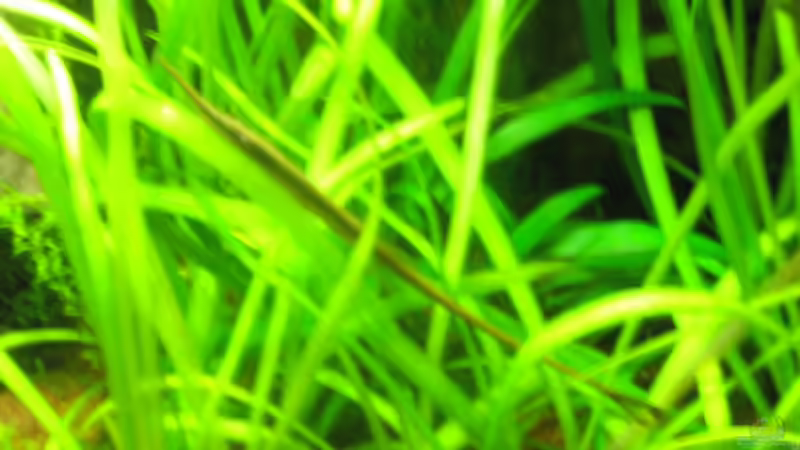 Besatz im Aquarium Amazonas City von Johann Schlarmann (15)