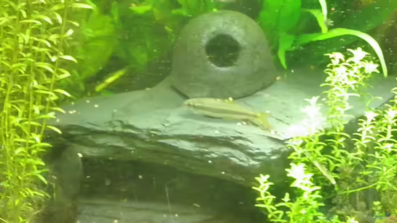 Besatz im Aquarium Amazonas City von Johann Schlarmann (17)