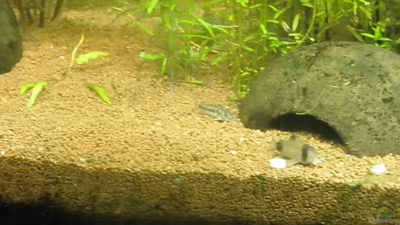 Besatz im Aquarium Amazonas City von Johann Schlarmann (19)