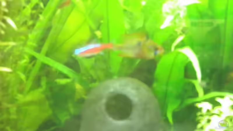 Besatz im Aquarium Amazonas City von Johann Schlarmann (20)