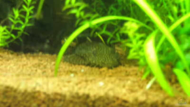 Besatz im Aquarium Amazonas City von Johann Schlarmann (23)