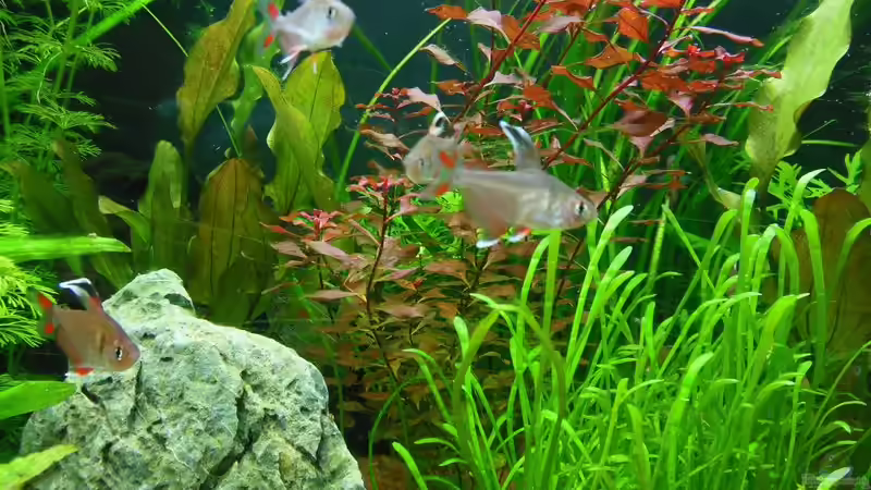 Besatz im Aquarium Amazonas Dream von Bandito76 (8)