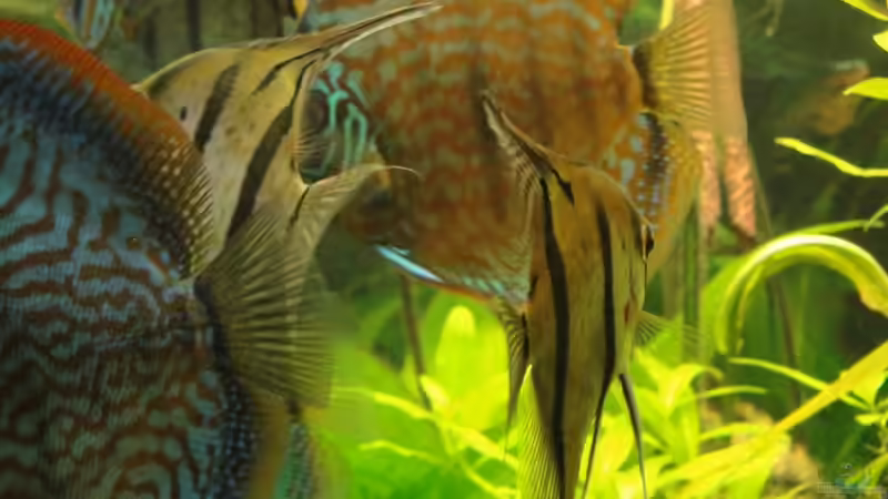 Besatz im Aquarium Amazonas (Existiert nicht mehr) von Laura (14)