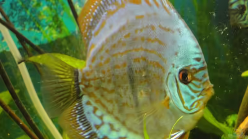 Besatz im Aquarium Amazonas (Existiert nicht mehr) von Laura (17)