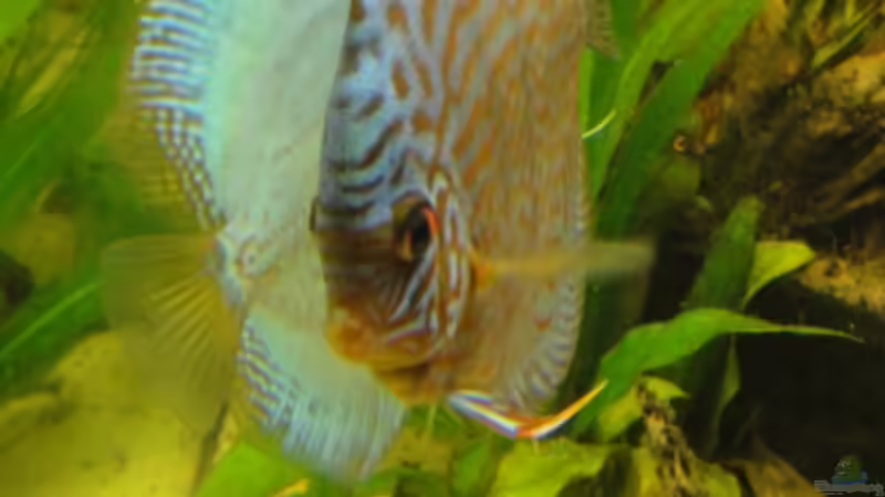 Besatz im Aquarium Amazonas (Existiert nicht mehr) von Laura (18)