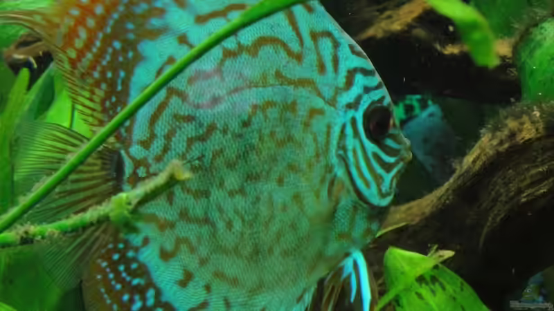 Besatz im Aquarium Amazonas (Existiert nicht mehr) von Laura (20)