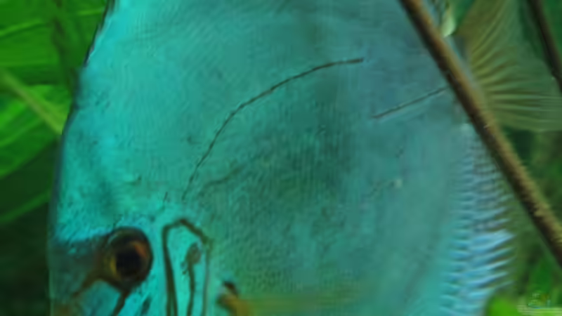 Besatz im Aquarium Amazonas (Existiert nicht mehr) von Laura (21)