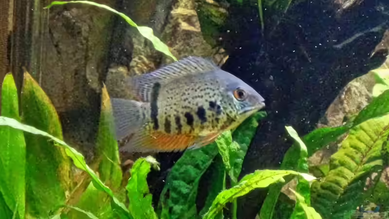 Besatz im Aquarium Amazonas Gesellschaftsbecken von Aqua Alex (7)