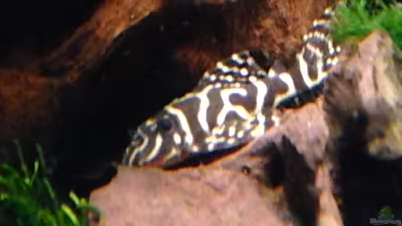 Besatz im Aquarium Amazonas in the Corner von Michel (49)