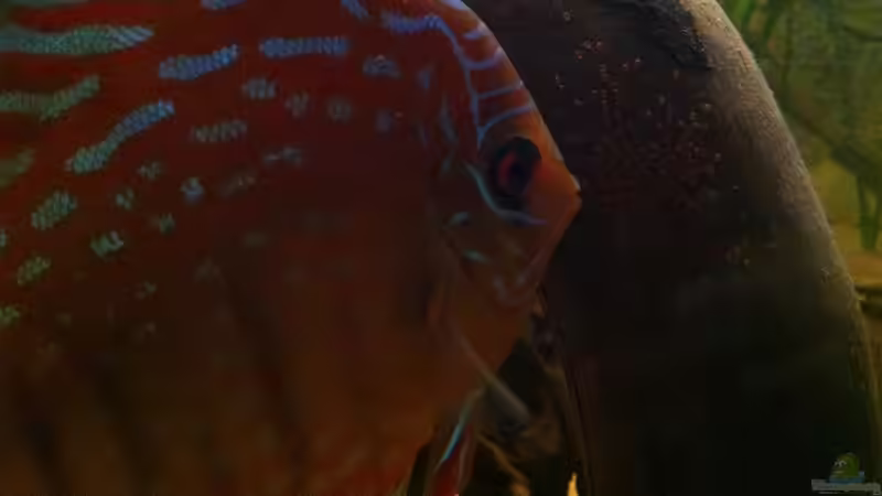 Besatz im Aquarium Amazonas In this river... von matthiasm (22)