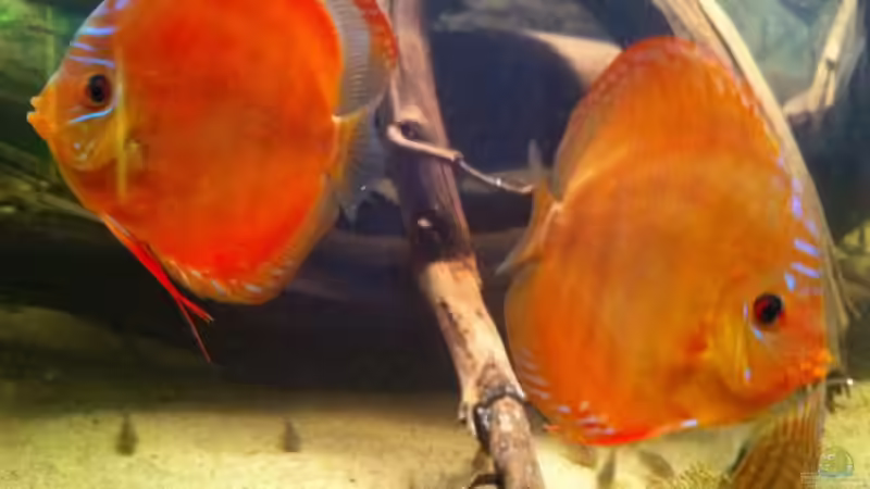 Besatz im Aquarium Amazonas In this river... von matthiasm (23)