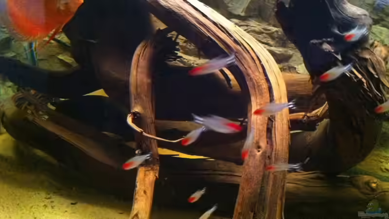 Besatz im Aquarium Amazonas In this river... von matthiasm (24)