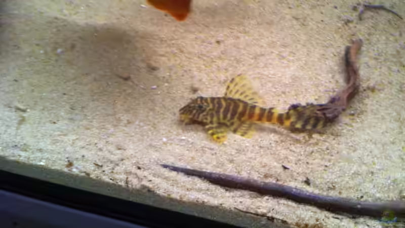 Besatz im Aquarium Amazonas In this river... von matthiasm (26)