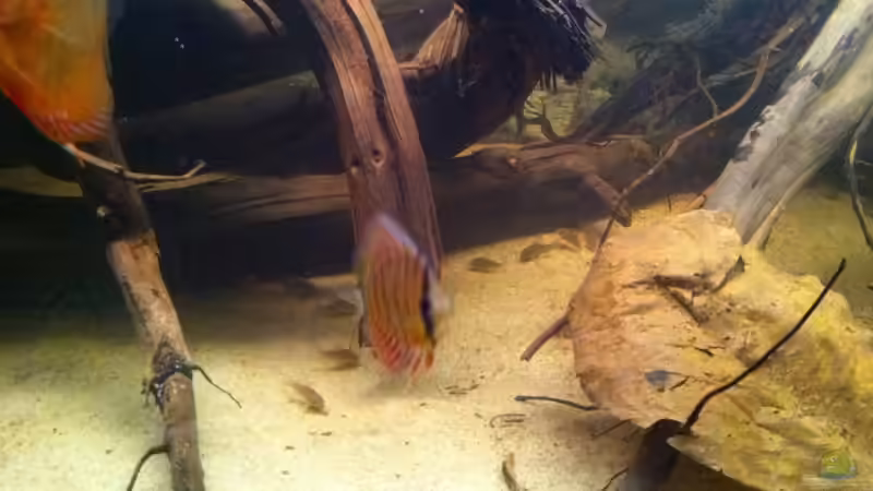 Besatz im Aquarium Amazonas In this river... von matthiasm (27)