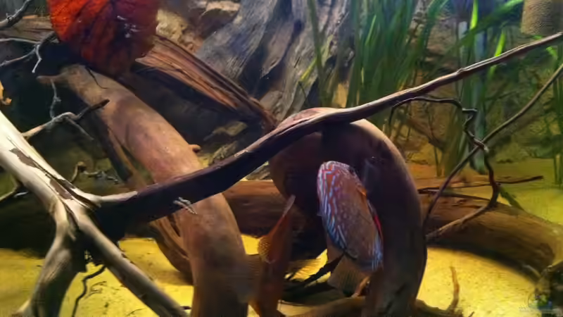 Besatz im Aquarium Amazonas In this river... von matthiasm (31)