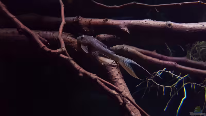 Besatz im Aquarium Amazonas klarwasser Biotop von Südamerika Aquanaut (27)