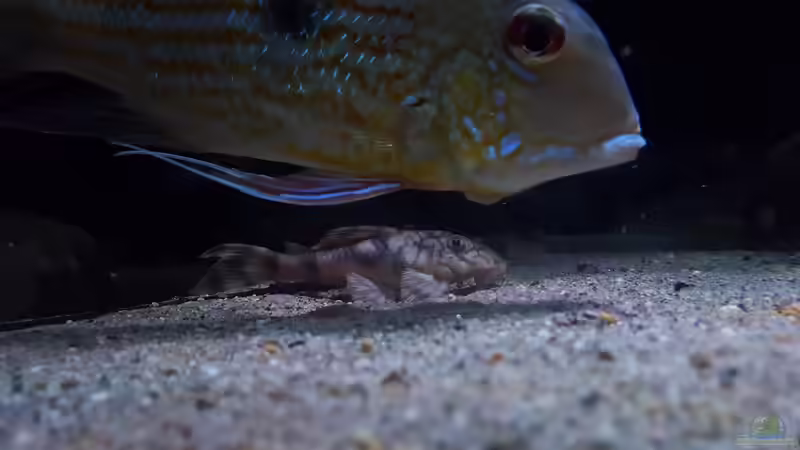 Besatz im Aquarium Amazonas klarwasser Biotop von Südamerika Aquanaut (41)