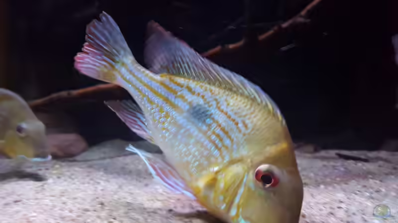 Besatz im Aquarium Amazonas klarwasser Biotop von Südamerika Aquanaut (42)