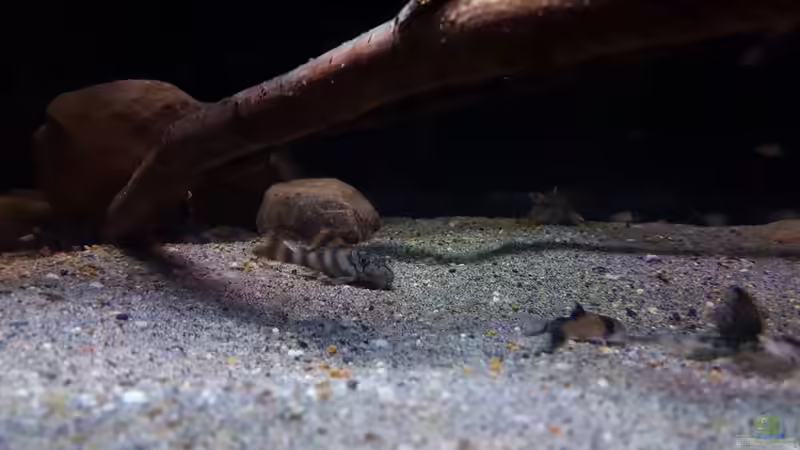 Besatz im Aquarium Amazonas klarwasser Biotop von Südamerika Aquanaut (43)