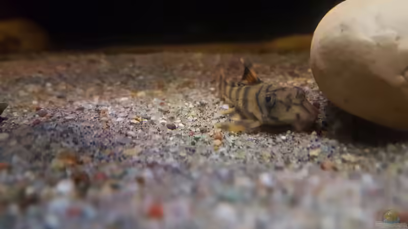 Besatz im Aquarium Amazonas klarwasser Biotop von Südamerika Aquanaut (46)