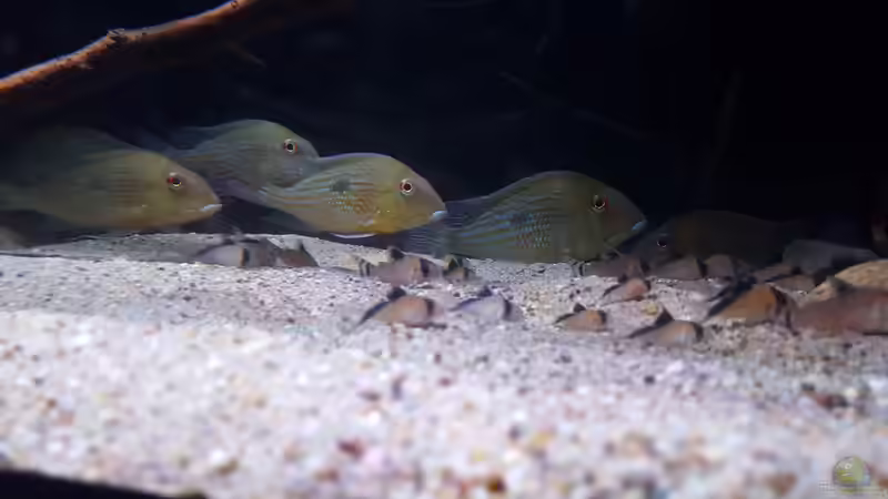 Besatz im Aquarium Amazonas klarwasser Biotop von Südamerika Aquanaut (49)