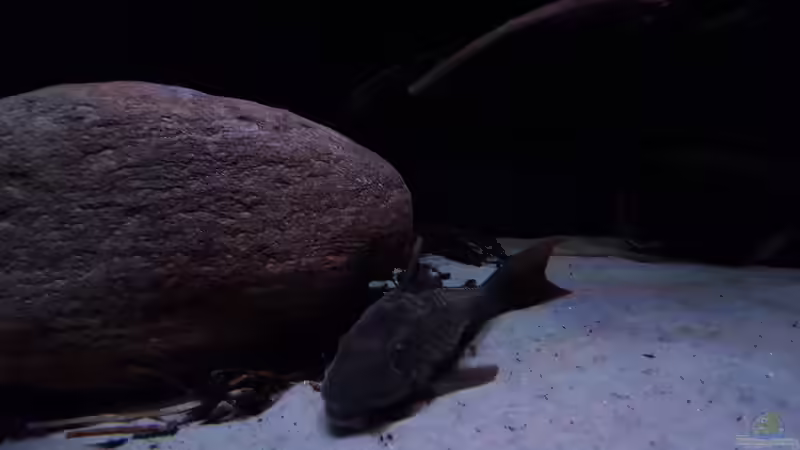 Besatz im Aquarium Amazonas klarwasser Nebenfluss (nur noch als Beisp von Südamerika Aquanaut (35)