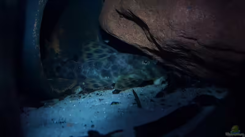 Besatz im Aquarium Amazonas klarwasser Nebenfluss (nur noch als Beisp von Südamerika Aquanaut (39)