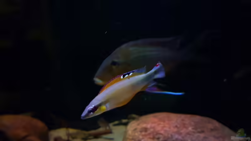 Besatz im Aquarium Amazonas klarwasser Nebenfluss (nur noch als Beisp von Südamerika Aquanaut (49)