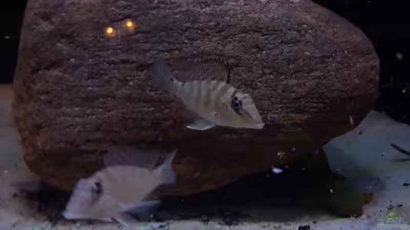 Besatz im Aquarium Amazonas klarwasser Nebenfluss (nur noch als Beisp von Südamerika Aquanaut (53)