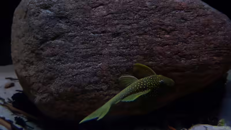 Besatz im Aquarium Amazonas klarwasser Nebenfluss (nur noch als Beisp von Südamerika Aquanaut (54)