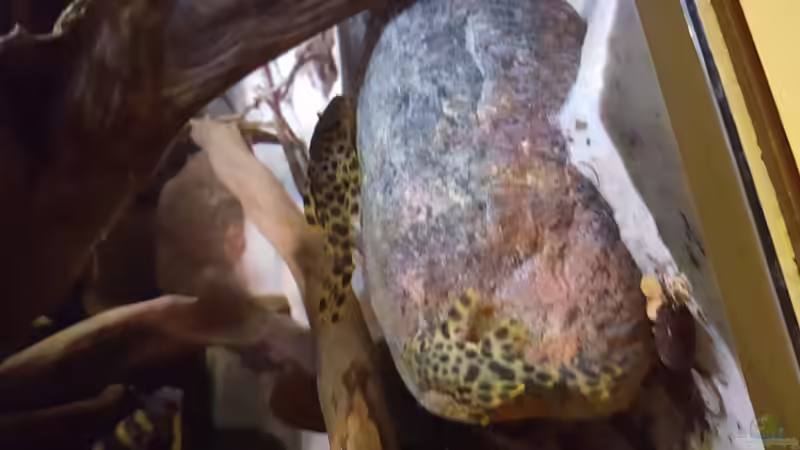 Besatz im Aquarium Amazonas klarwasser Nebenfluss (nur noch als Beisp von Südamerika Aquanaut (61)