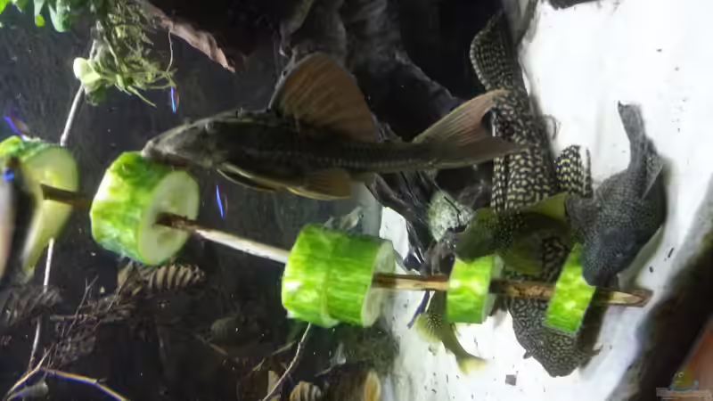 Besatz im Aquarium Amazonas klarwasser Nebenfluss (nur noch als Beisp von Südamerika Aquanaut (65)