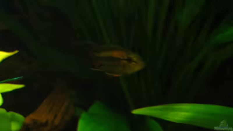 Besatz im Aquarium Amazonas Nebenfluss (aufgelöst) von Jan S. (48)