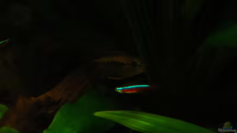 Besatz im Aquarium Amazonas Nebenfluss (aufgelöst) von Jan S. (49)