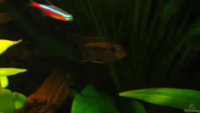 Besatz im Aquarium Amazonas Nebenfluss (aufgelöst) von Jan S. (50)