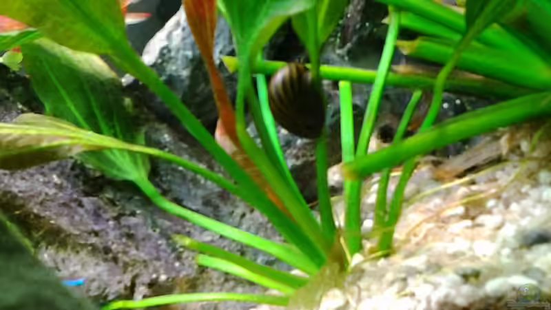 Besatz im Aquarium Amazonas/Salmler 125l von phrankdiddie (22)