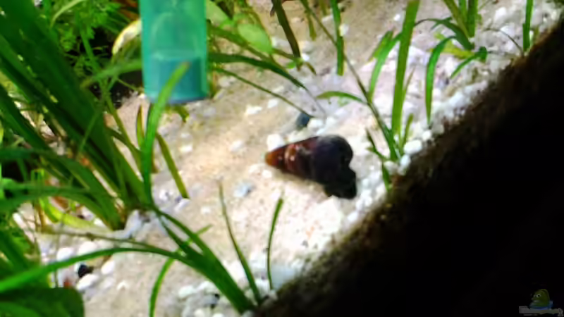 Besatz im Aquarium Amazonas/Salmler 125l von phrankdiddie (23)